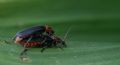 Cantharis fusca